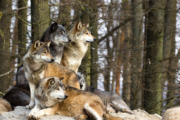 -pack-of-wolves-wilki-750875-2048x1365